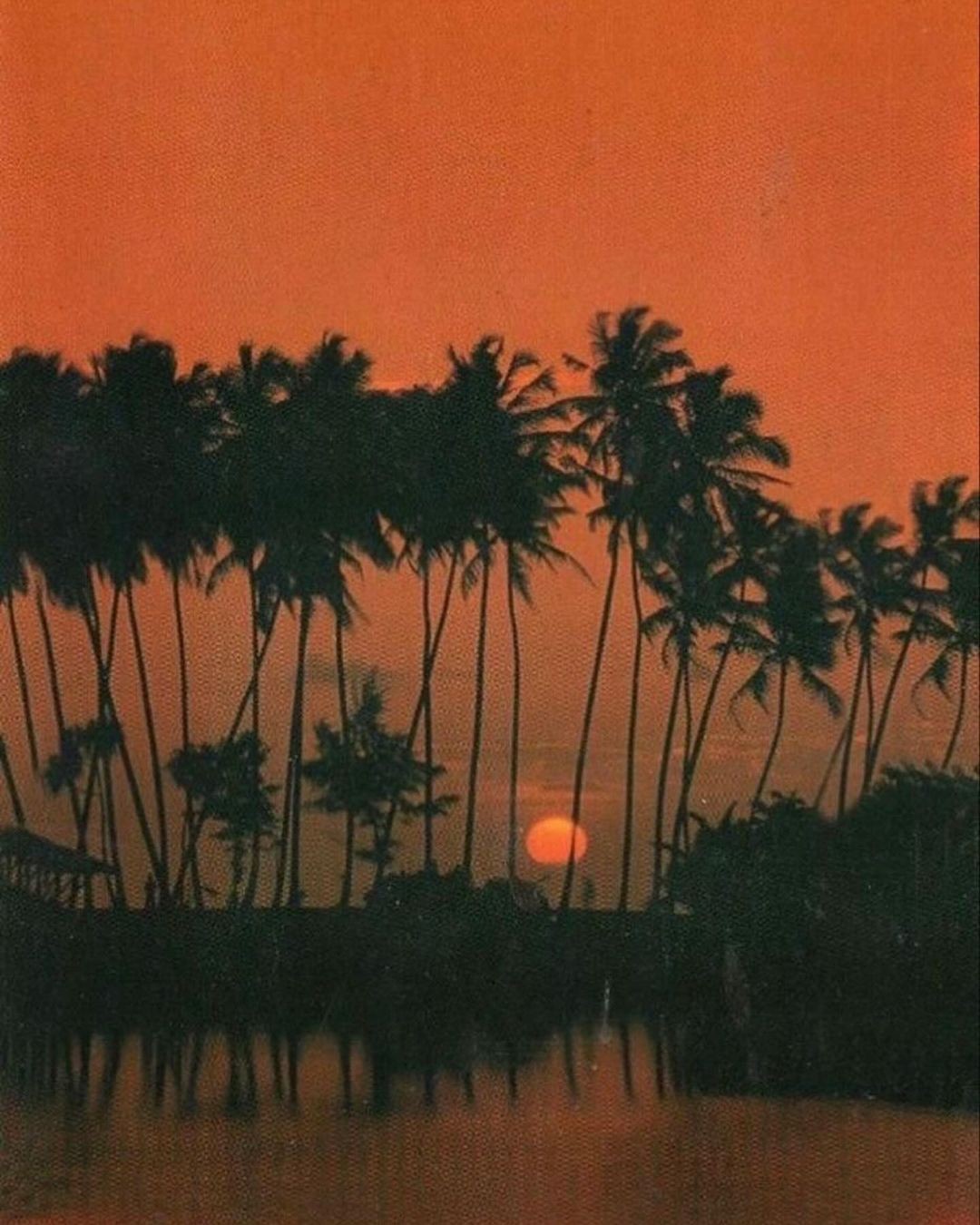 Pôr do sol alaranjado entre palmeiras